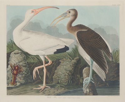 White Ibis by John James Audubon
